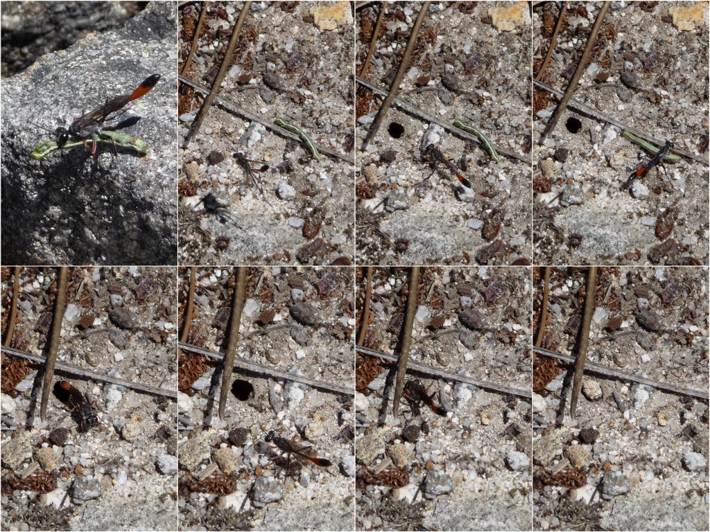 20100522_Ammophila heydeni.jpg