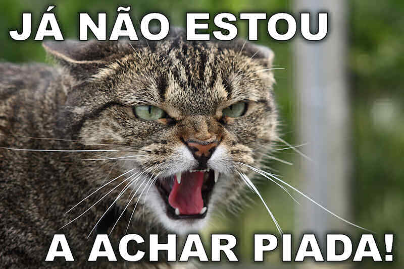 bichololcat.jpg