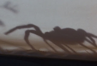 ArachnophobiaSpiderScary.jpg